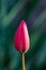 Free Pink Tulip Bud Royalty Free Stock Photos - 4361028