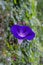 Free Morning-glory Stock Photo - 4361340