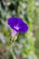 Free Morning-glory Stock Photography - 4361352