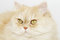 Free Ginger Cat Royalty Free Stock Photography - 4361427