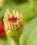 Free Pink Zinnia Blooming Stock Photo - 4361660
