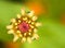 Free Pink Zinnia Blooming Royalty Free Stock Photo - 4361695