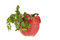Free Pepper And Parsley Isolated Over White Stock Image - 4364341