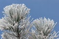 Free Ice Frost On Pine Tree Stock Photography - 4371972