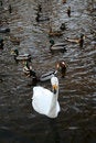 Free Graceful Swan Royalty Free Stock Image - 4378156