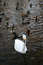 Free Graceful Swan Royalty Free Stock Image - 4378156