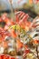 Free Red Leaf Stock Photography - 4378422