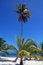 Free A Tropical Beach With A Palm Royalty Free Stock Images - 4378849