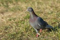 Free Turtle-dove Royalty Free Stock Image - 4384846