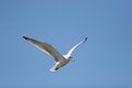 Free Gull In Flight Royalty Free Stock Photos - 4385378