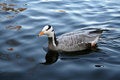 Free Mandarin Duck Swim In Lake Stock Image - 4386921