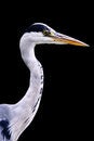 Free Young Heron Close Up View Stock Photo - 4389180