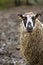 Free Forlorn Looking Sheep Stock Photos - 4381583