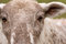 Free Close Up Of Sheeps Head Royalty Free Stock Photo - 4381585