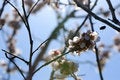 Free Blooming Tree Stock Photo - 4390110