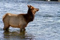 Free Elk River Royalty Free Stock Image - 4392706