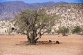 Free Morocco Royalty Free Stock Image - 4394566