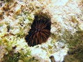 Free Little Rock Boring Urchin Royalty Free Stock Images - 4398229