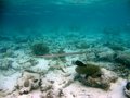 Free Cornetfish Royalty Free Stock Photos - 4398818