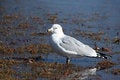 Free Seagull Standing On A Rivers Edge Royalty Free Stock Photography - 4399467