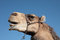 Free Laughing Camel Stock Images - 4390044