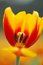 Free Petal Of Yellow&red Tulip Royalty Free Stock Image - 4397256