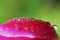 Free Dew On The Petal Of A Red Tulip Stock Photo - 4397290