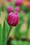 Free A Purple Tulip With Dew Royalty Free Stock Image - 4397296