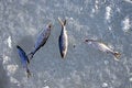 Free Frozen Fish Royalty Free Stock Photo - 441155