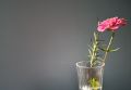Free Zinnia Stock Images - 443184