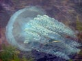 Free Jelly Fish Royalty Free Stock Photos - 443448