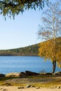 Free Autumn Wood In Siberia Stock Photo - 447420