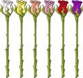 Free Long Stem Roses Stock Photos - 448703