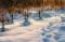 Free Sunset In The Winter Forest Stock Photography - 440802