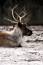 Free Deer Lying Down In The Forest Stock Photos - 444463