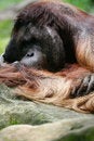 Free Orangutans Stock Images - 4406294
