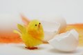 Free Hatched Easter Chick Stock Photos - 4412343