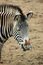 Free Grevy S Zebra Royalty Free Stock Photography - 4416377