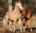 Free Fighting Colts Stock Images - 4421794