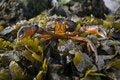 Free Crab With Raised Claws On Seaweed Royalty Free Stock Photos - 4427748