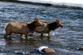 Free Elk River 4 Stock Photo - 4429060