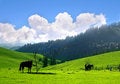 Free Meadow In Xinjiang Stock Photography - 4429062