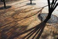Free Tree Shadow Royalty Free Stock Image - 4429666