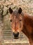 Free Bay Arabian Mare Royalty Free Stock Photos - 4421868