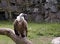 Free Vulture Looking To The Right Stock Photography - 4428002