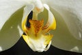 Free Orchid Pistil Stock Photos - 4433063