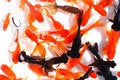 Free Glodfishes Stock Images - 4433434
