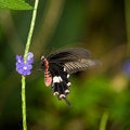 Free Common Rose Butterfly Royalty Free Stock Photography - 4437567