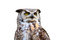 Free Great Horned Owl Isolated Royalty Free Stock Photo - 4439085