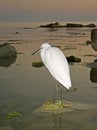 Free Great Egret ( Ardea Alba ) Stock Photography - 4440392